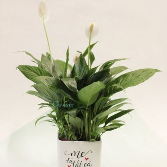 Lan Ý và chậu men vuông 11cm